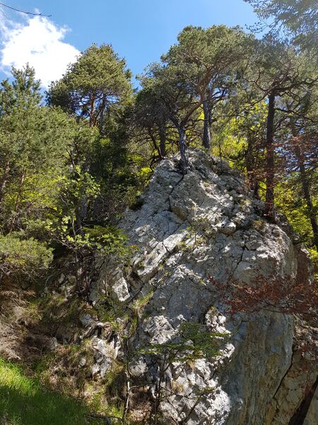 Ancient and Primeval Beech 03.jpg