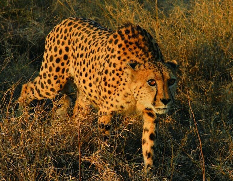 File:Okavango Delta1.jpg