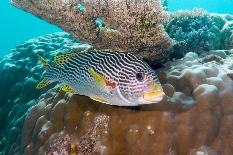 File:Great Barrier Reef5.jpg