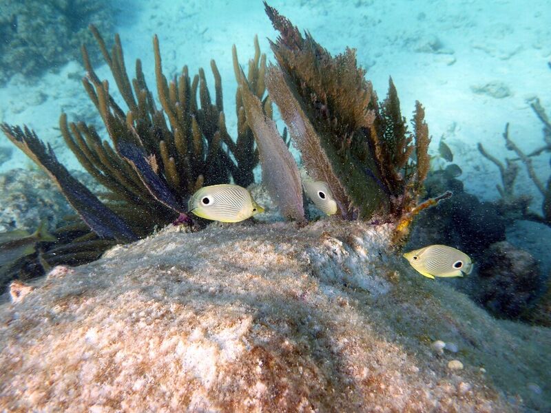 File:Belize Barrier Reef Reserve System1.jpg