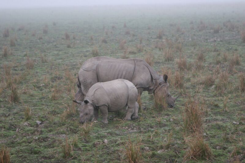 File:Kaziranga3.jpg