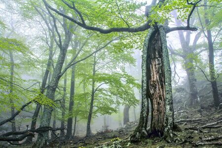 Ancient and Primeval Beech 01.jpg
