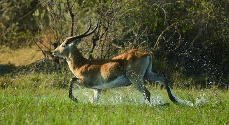 Okavango Delta4.jpg