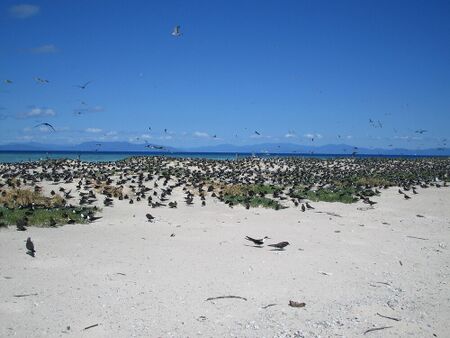 Great Barrier Reef.jpg