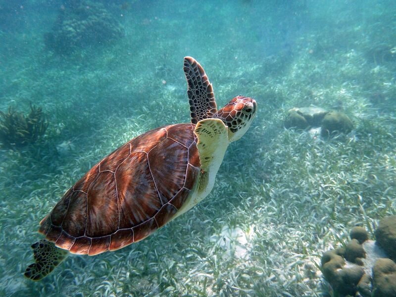 File:Belize Barrier Reef Reserve System4.jpg