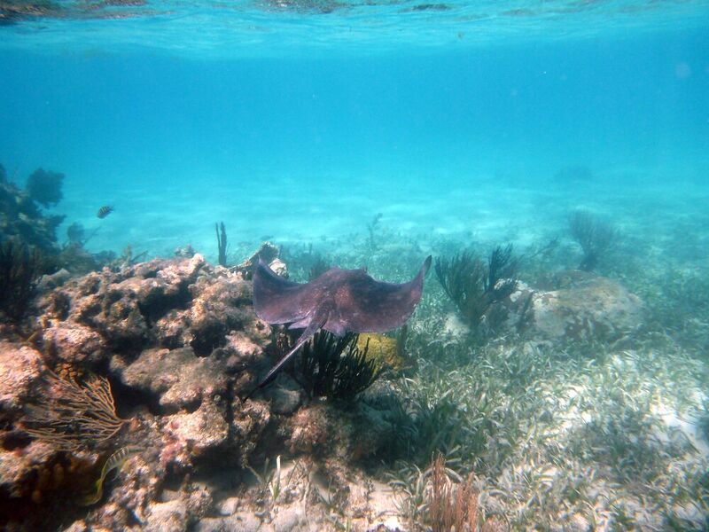 File:Belize Barrier Reef Reserve System3.jpg