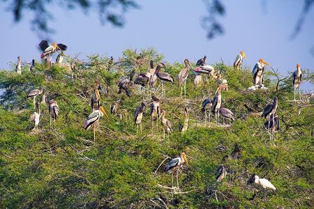 Keoladeo1.jpg