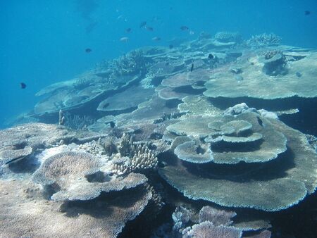 Great Barrier Reef2.jpg