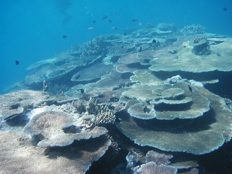 File:Great Barrier Reef2.jpg